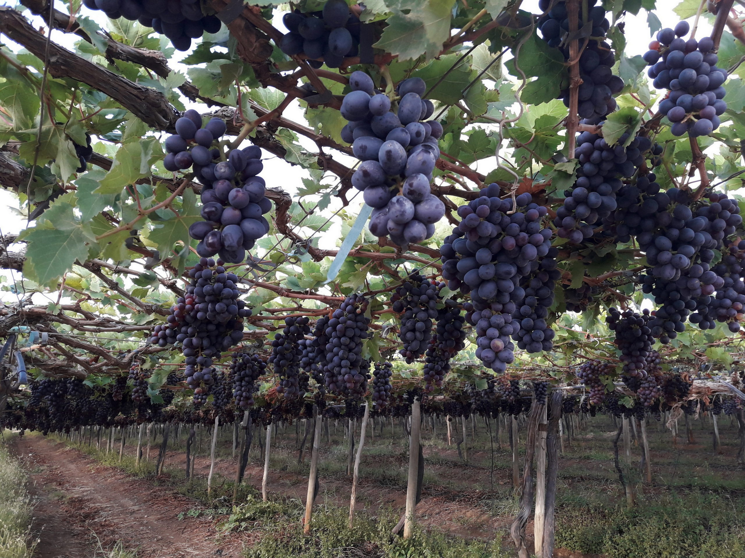 Brazil vineyad