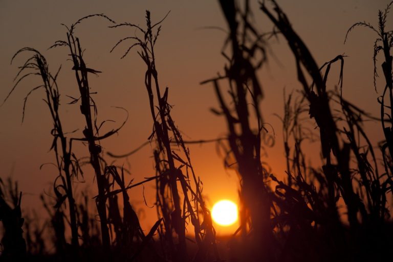 Brazil’s alarmingly slow planting pace raises flags for second corn crop