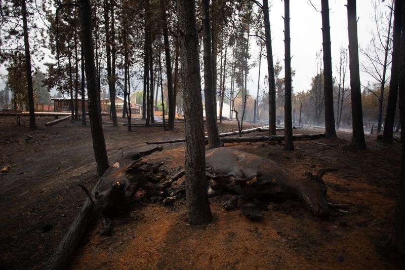 Fire Argentina2