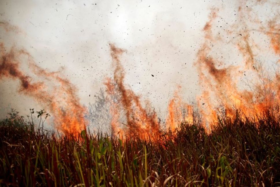 Fire rainforest2