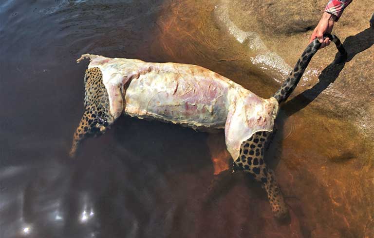 Jaguar carcass stripped of head and skin. Populations had recovered since the outlawing of the fur trade in the 1970s, but now face a resurgent threat from poachers. Image by Wezddy Del Toro Orozco.