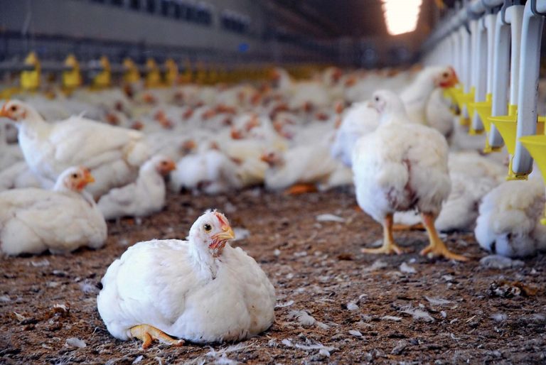 Paraná state produces one third of Brazil’s chicken meat