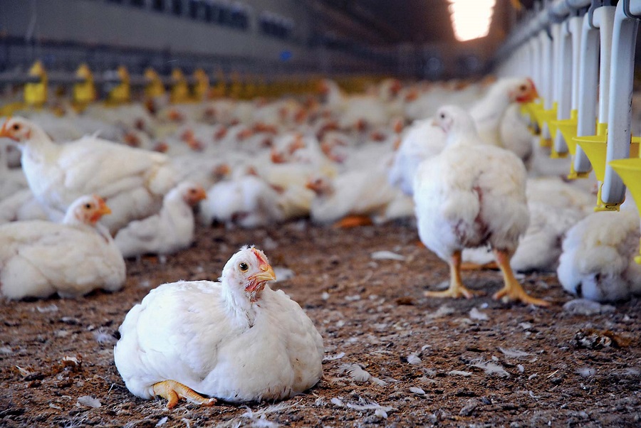 chickens