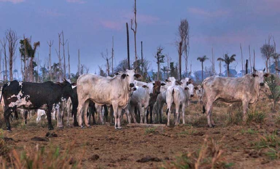 Study links European car manufacturers to Amazon deforestation