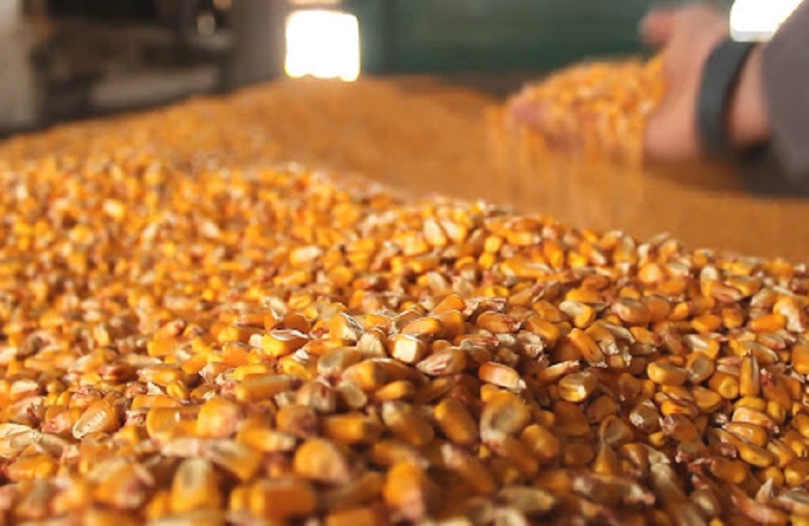 Corn: worrisome low rainfall keeps producers away from the market
