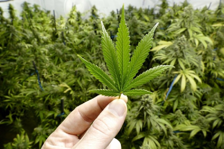 , Colombia has made first legal shipment of cannabis to the United States