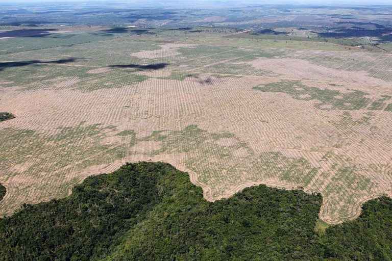 Brazil may bring forward end of illegal deforestation to 2022 – minister