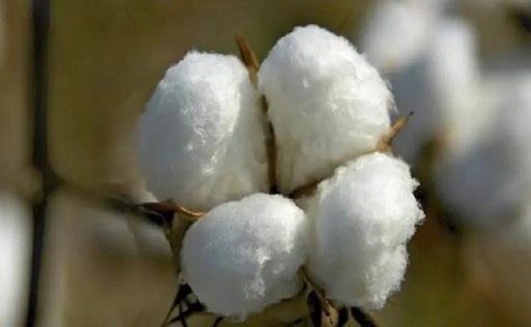 Brazil’s cotton sector closes agreement with Chinese association to boost sales