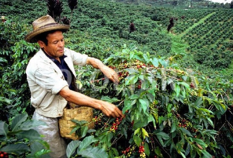 Colombian coffee production up 30% in March