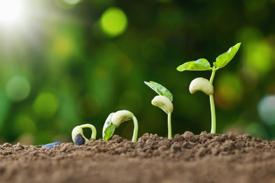 Food production in Brazil should double in ten years, says Embrapa president
