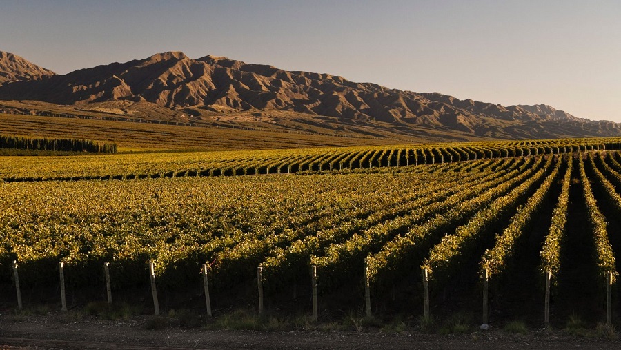 Argentina Wine2