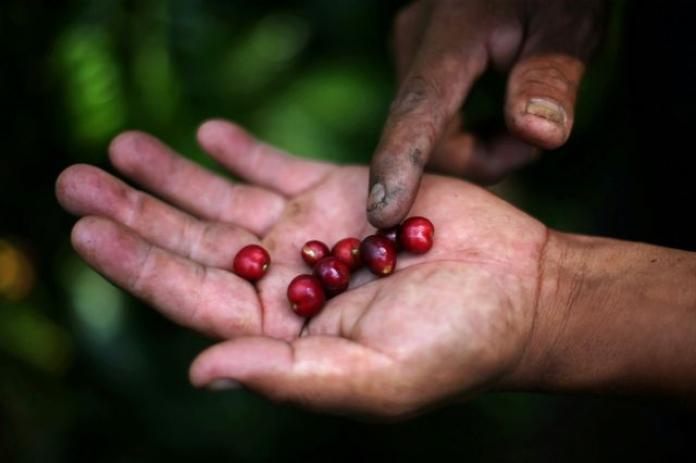 Mexico’s coffee-growing lobby touts state control of prices to help farmers