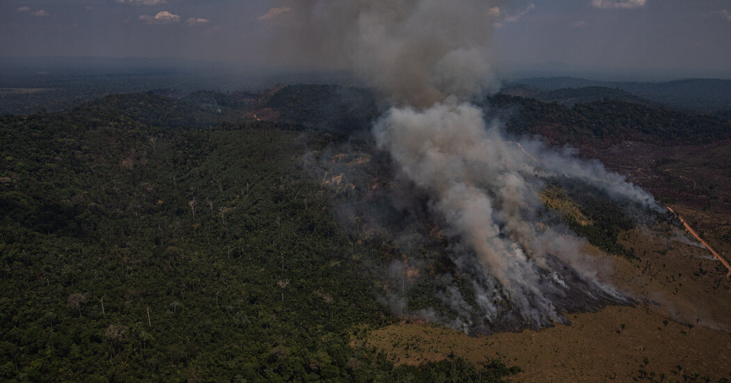  Amazon deforestation rose 17% in 'dire' 2020, data shows