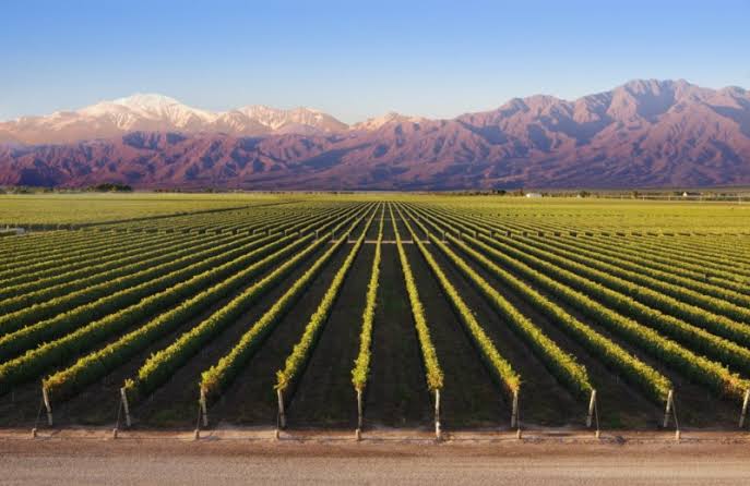 Vineyards Mendoza province. (Photo internet reproduction)