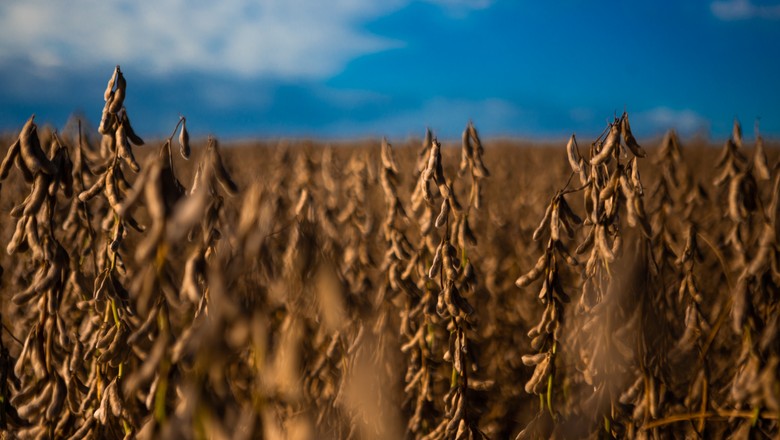 Oilsead harvest parana