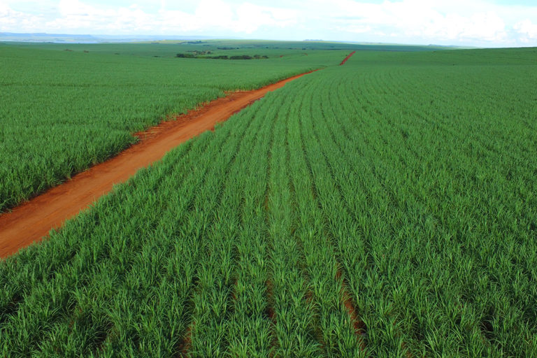 Sugar production in South-Central Brazil could fall by up to 20%