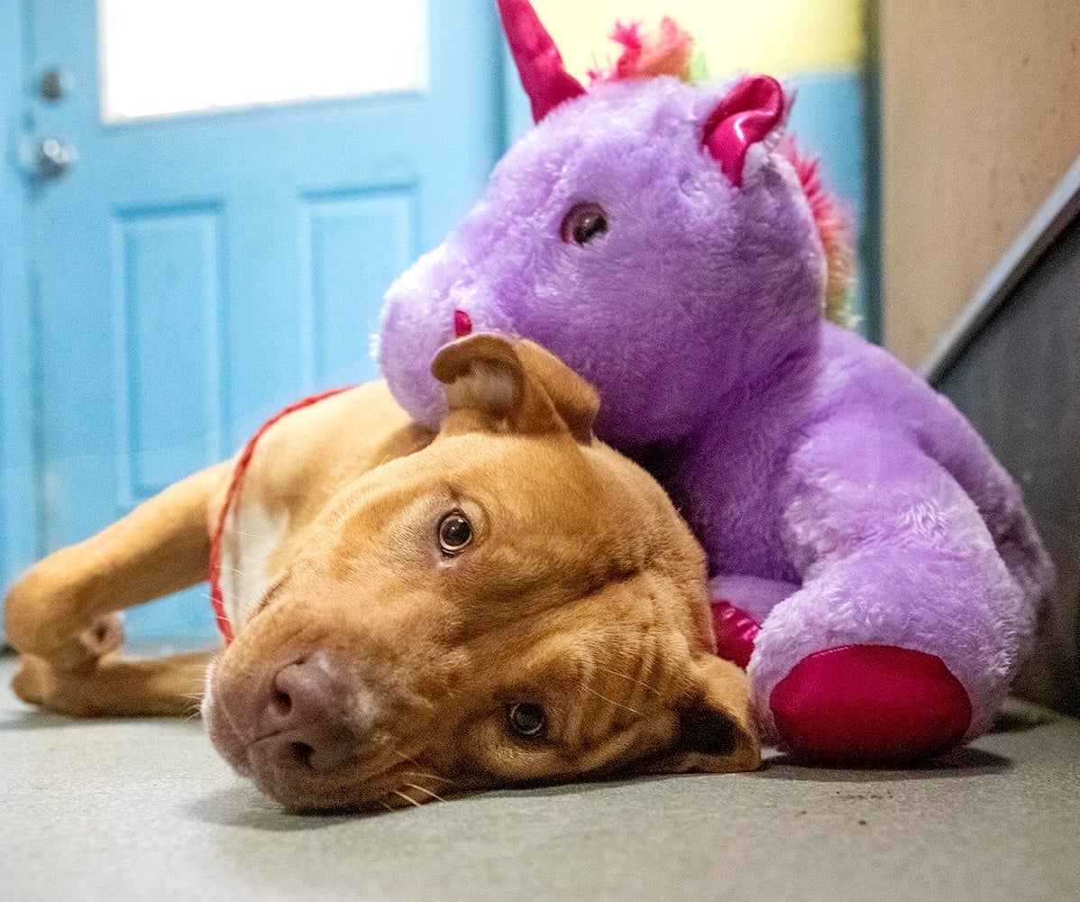 Sisu didn`t spend long at the shelter. He was adopted (along with his unicorn) the following day.