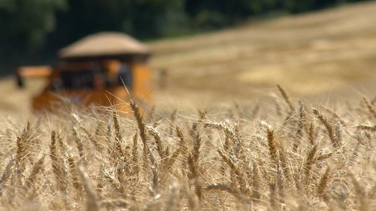 Wheat sowing