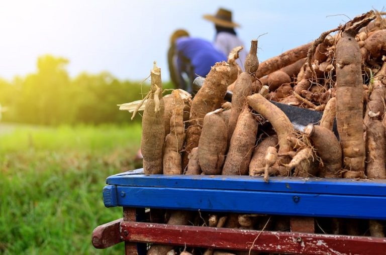 Prices of cassava root (manioc) in Brazil rise for 5th consecutive week