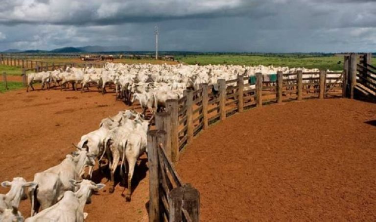 With growing supply, beef market remains stable in Brazil