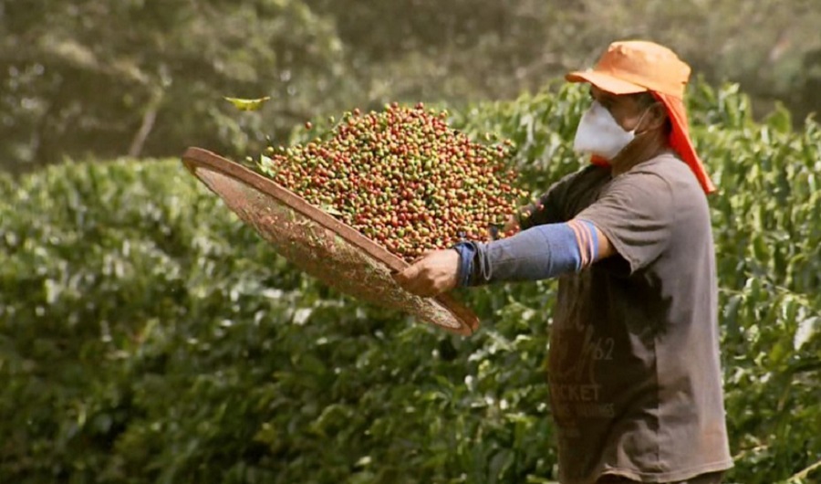 IBGE lowers Brazil’s coffee harvest projection for 2021 by 0.6%