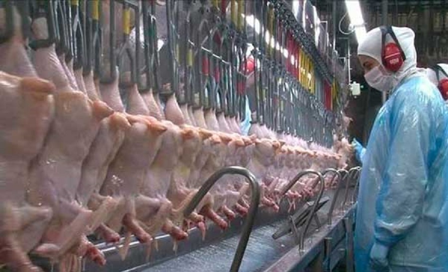 Chicken prices in Brazil up in May, with heated domestic and foreign sales