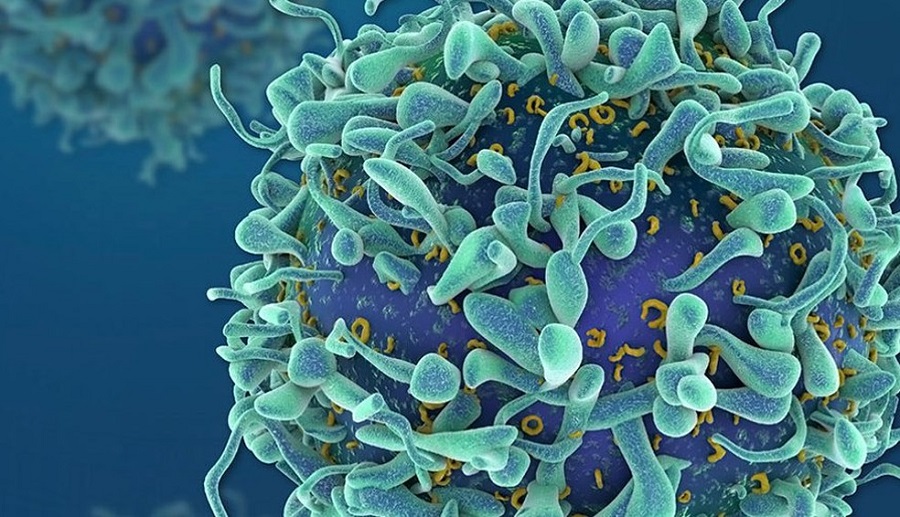 Brazil confirms new strain of coronavirus in São Paulo interior