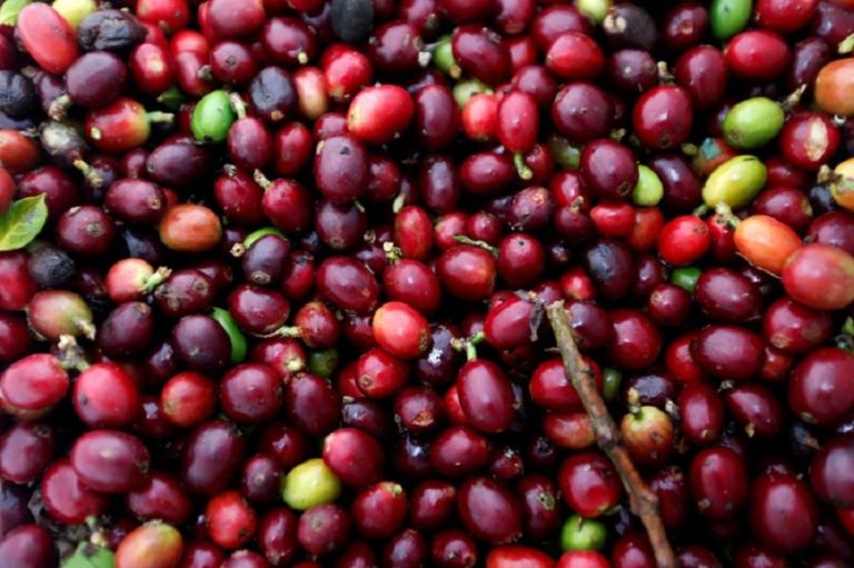 Colombia’s coffee production in April up 9%, exports up 61%