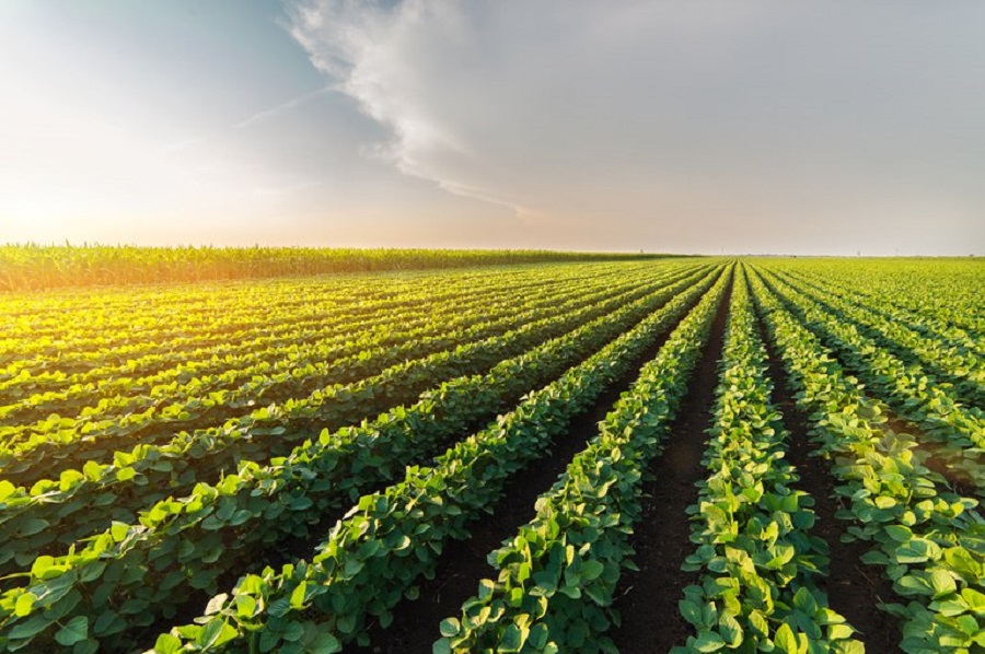 Brazil suspends subsidized agricultural financing; deadlock impacts next harvest