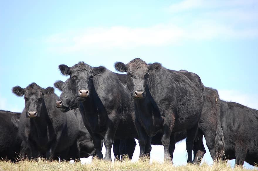 Tension grows in Argentina: Meat producers agree to paralyze sales for 9 days