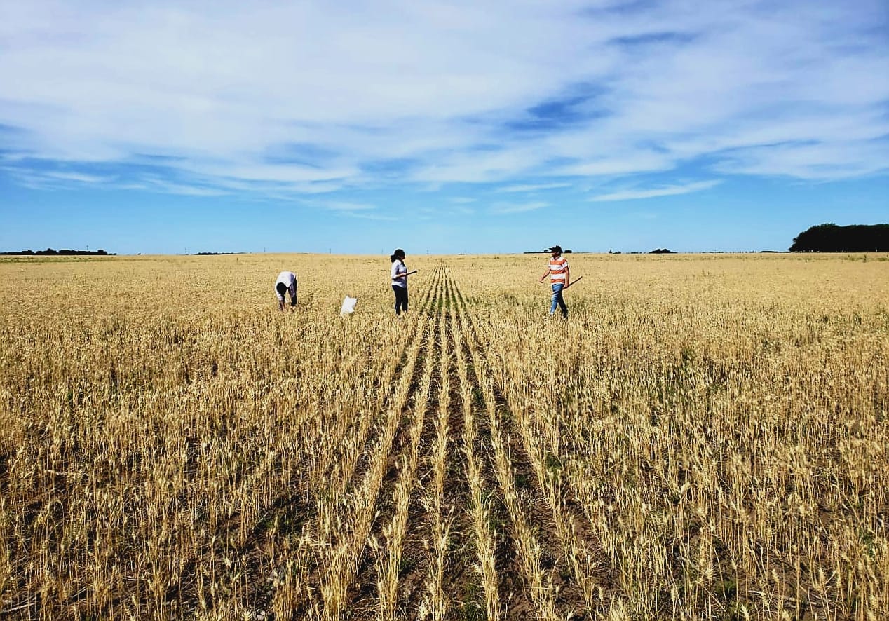 Argentine Pampas agricultural belt. (Photo internet reproduction)