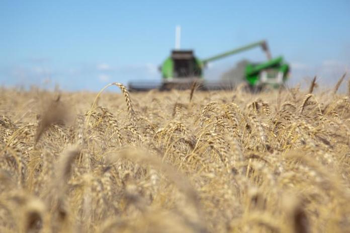 High grain prices give Argentine economy some breathing room