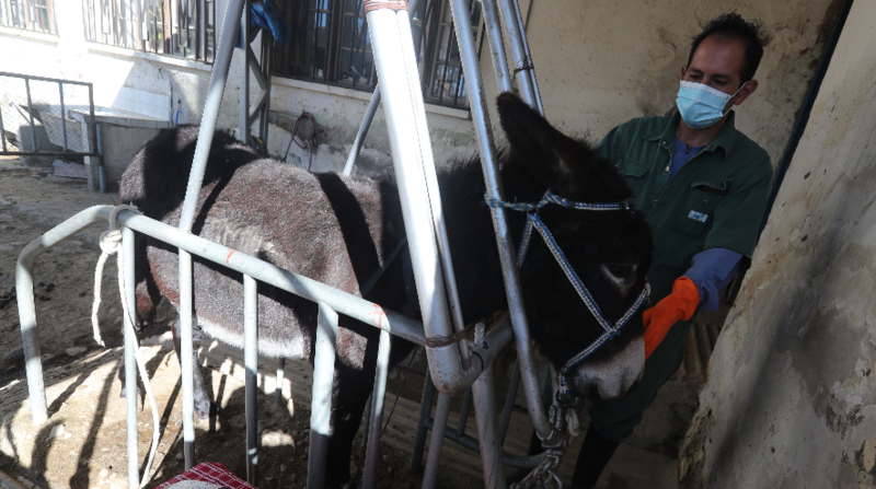 Donkey plasma serum, Bolivia's new bet against Covid-19