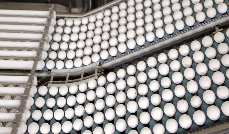 Eggs3