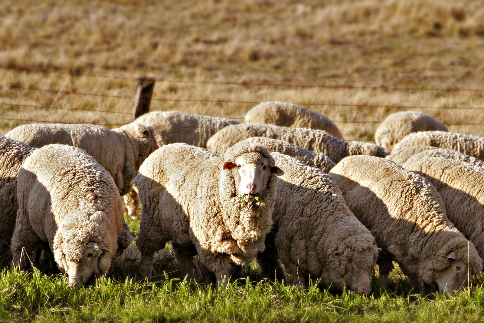 Brazil's Santa Catarina state intends to incorporate more lamb into its pork and poultry production leadership