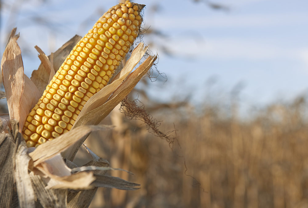fieldcorn-1000x675