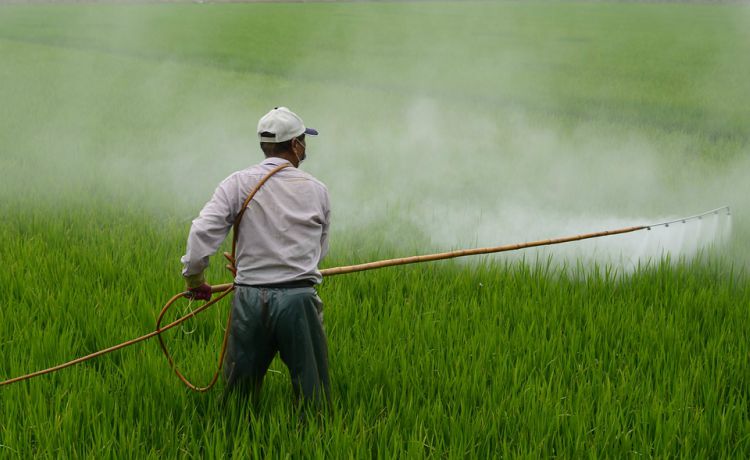 Study links Brazil’s most widely used pesticide to increased infant deaths
