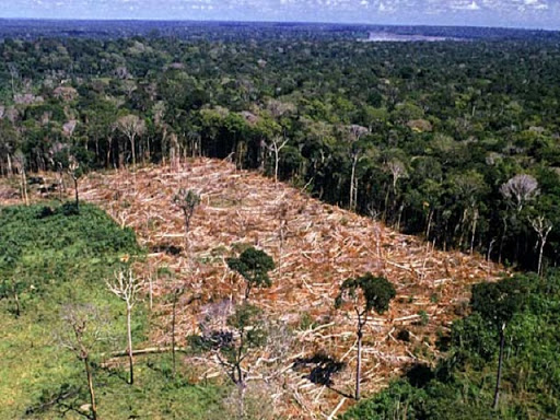 Brazil’s Atlantic forest lost 13,000 hectares of vegetation between 2019 and 2020 – report