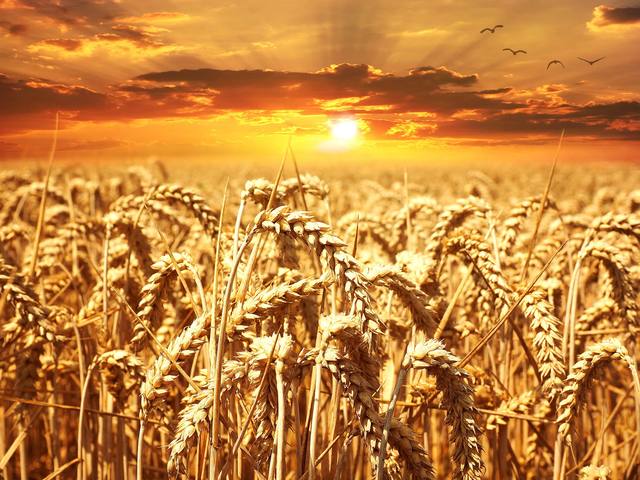 Favorable weather aids wheat sowing in Brazils’s Paraná state; prices drop in the state