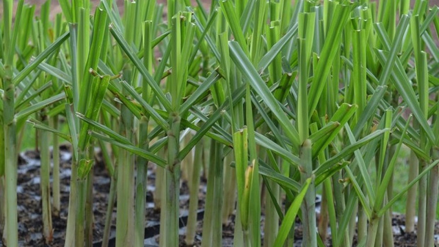 Brazil’s Sugarcane Technology Center is “training” investors to raise R$1 billion with IPO