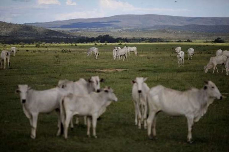 Brazil to propose new bill for tracking cattle ranchers and curb deforestation