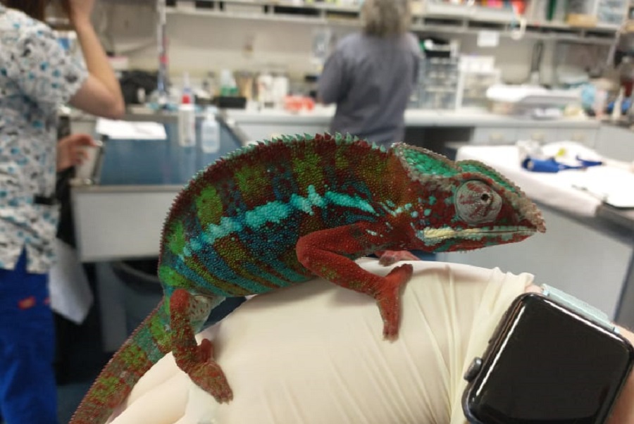 Pets get state-of-the-art care at specialized Rio de Janeiro clinic