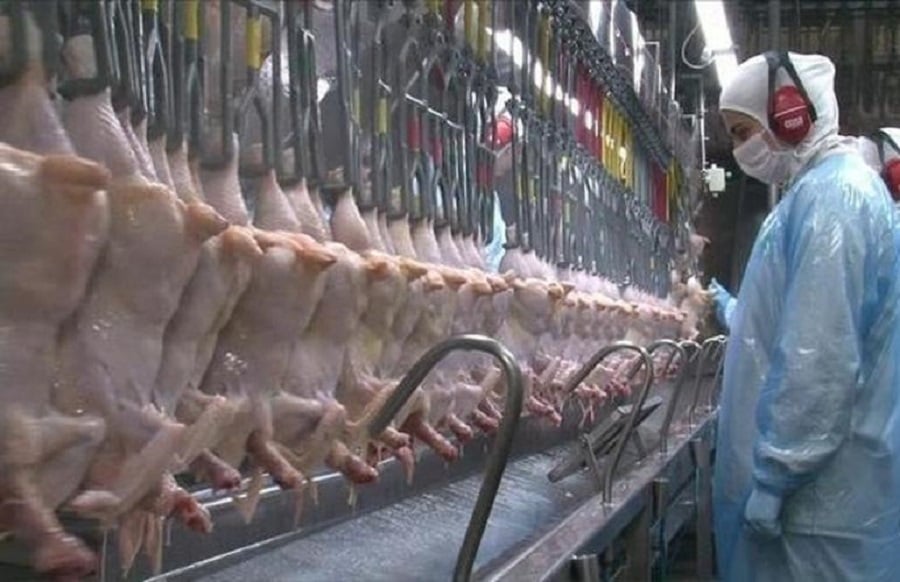 Brazil’s chicken exports in May up 3.4% over last year, helping offset costs – ABPA