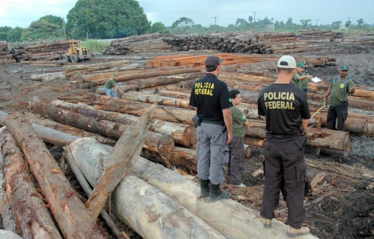 Brazil’s Federal Police call for Amazon illegal timber inquiries to be included in STF investigation