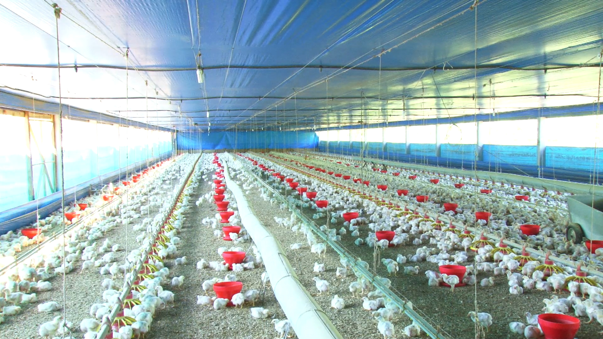 Agribusiness