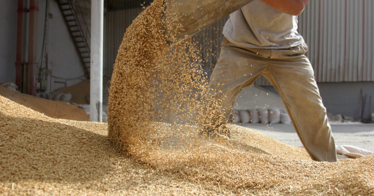 Argentine grain. (Photo internet reproduction)