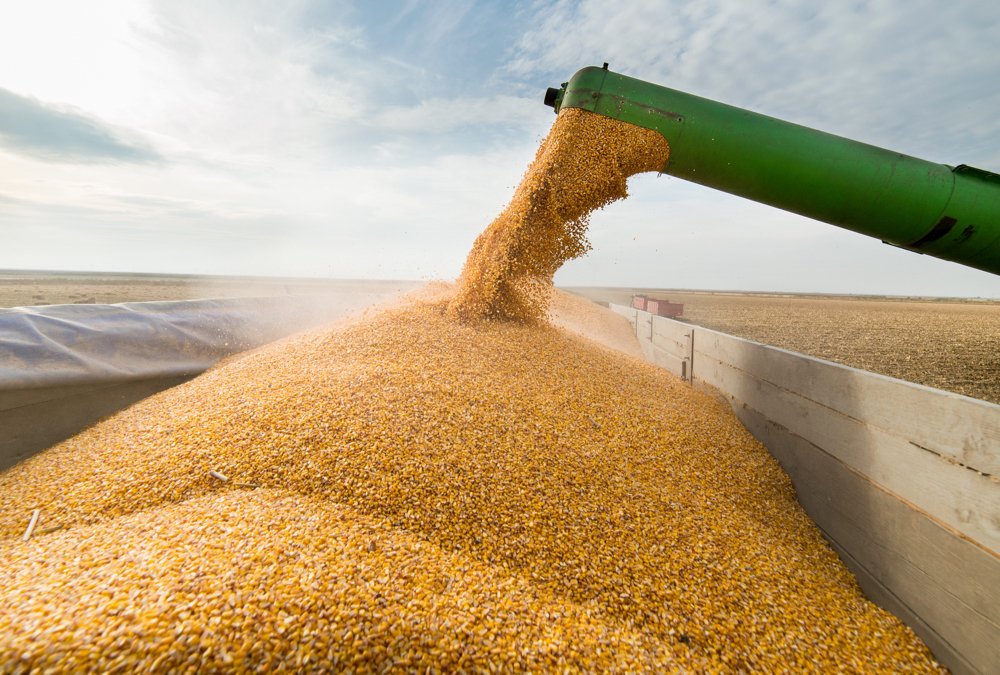 ABIOVE and Serasa create tool to monitor Brazil's corn contract compliance
