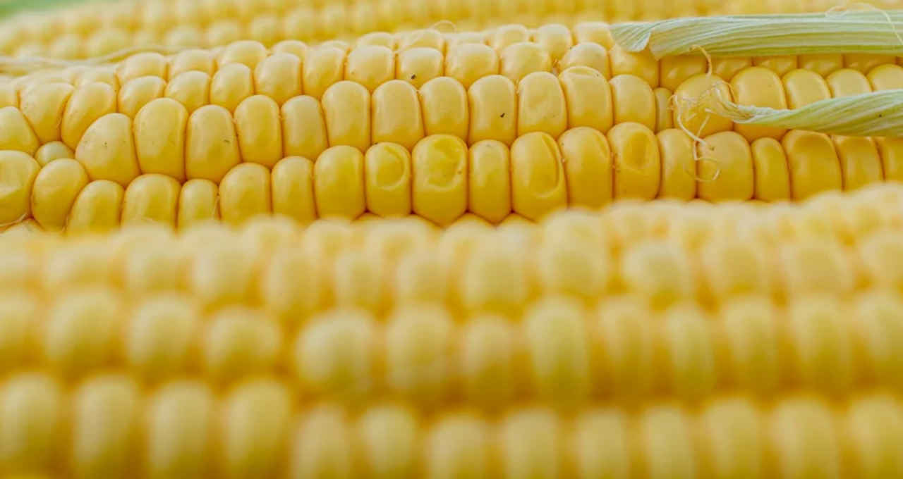 Corn