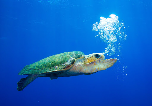 Green Sea Turtle. (Photo internet reproduction)