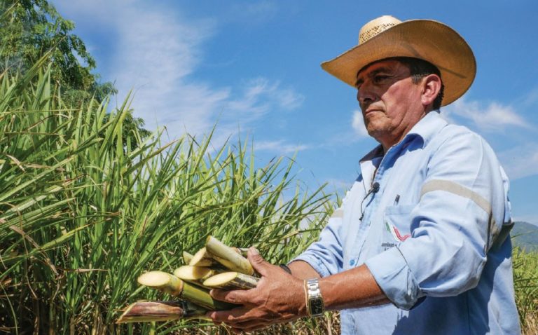Mexico’s sugar production, impacted by drought, falls short of expectations